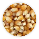 Kukuřice krmná