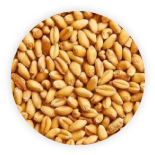 Pšenice